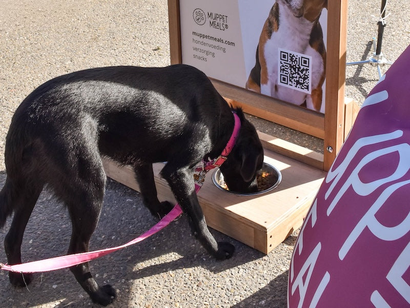 Hund frisst veganes Futter aus einem Napf