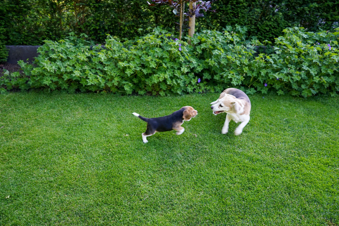 Wordt jouw hond de oudste van de buurt? De verrassende kracht van plantaardig voer.