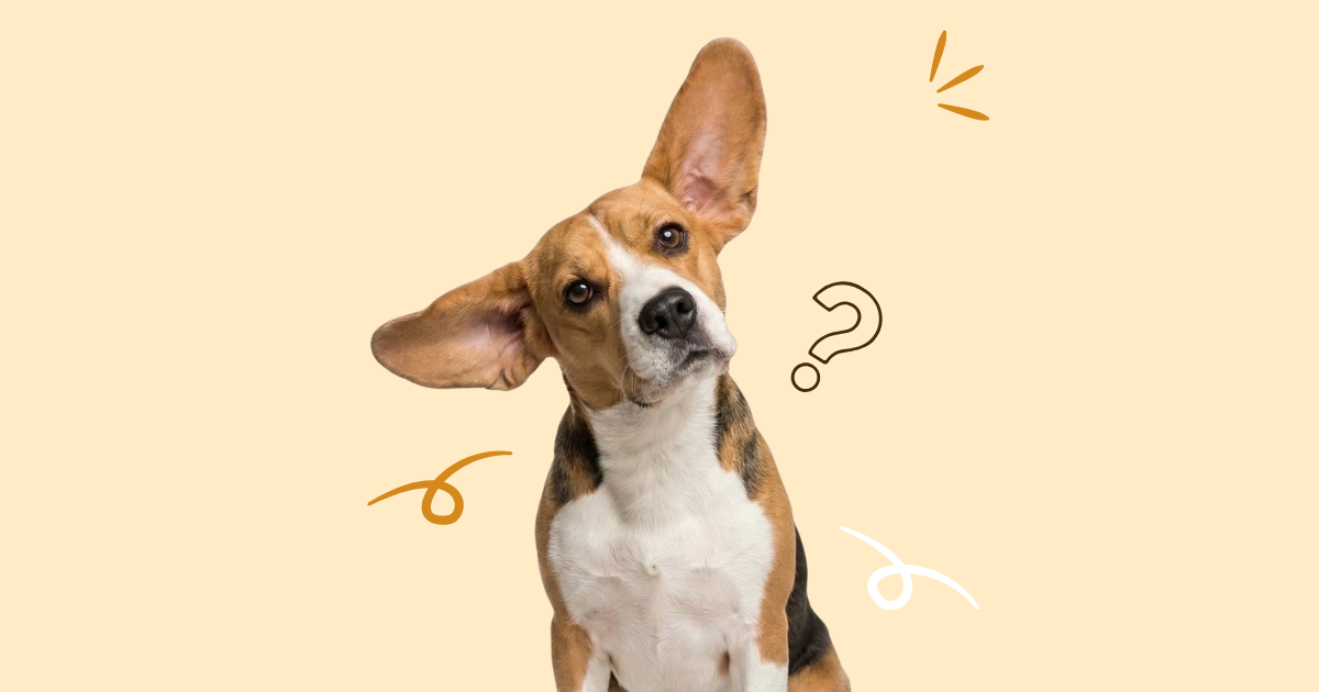 Heeft jouw hond de ‘Golden Glow’... of stiekem een kilootje te veel?
