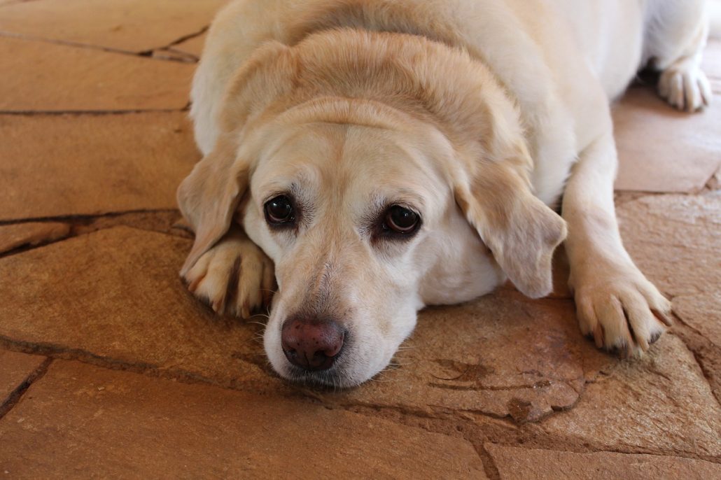 Overgewicht bij je hond: herkennen en gezond afvallen