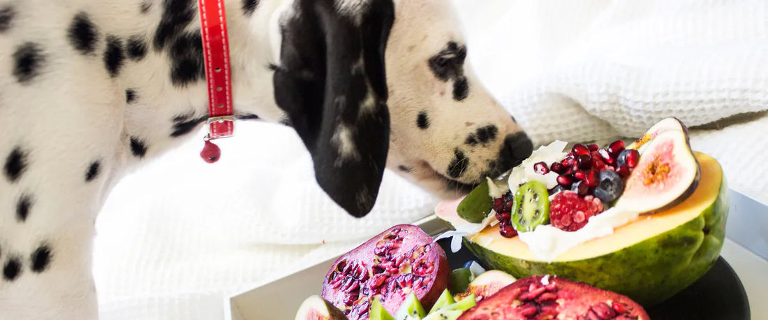 5 dingen die je moet weten over plant power voor honden