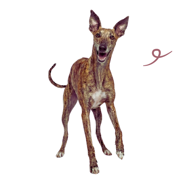 Diego