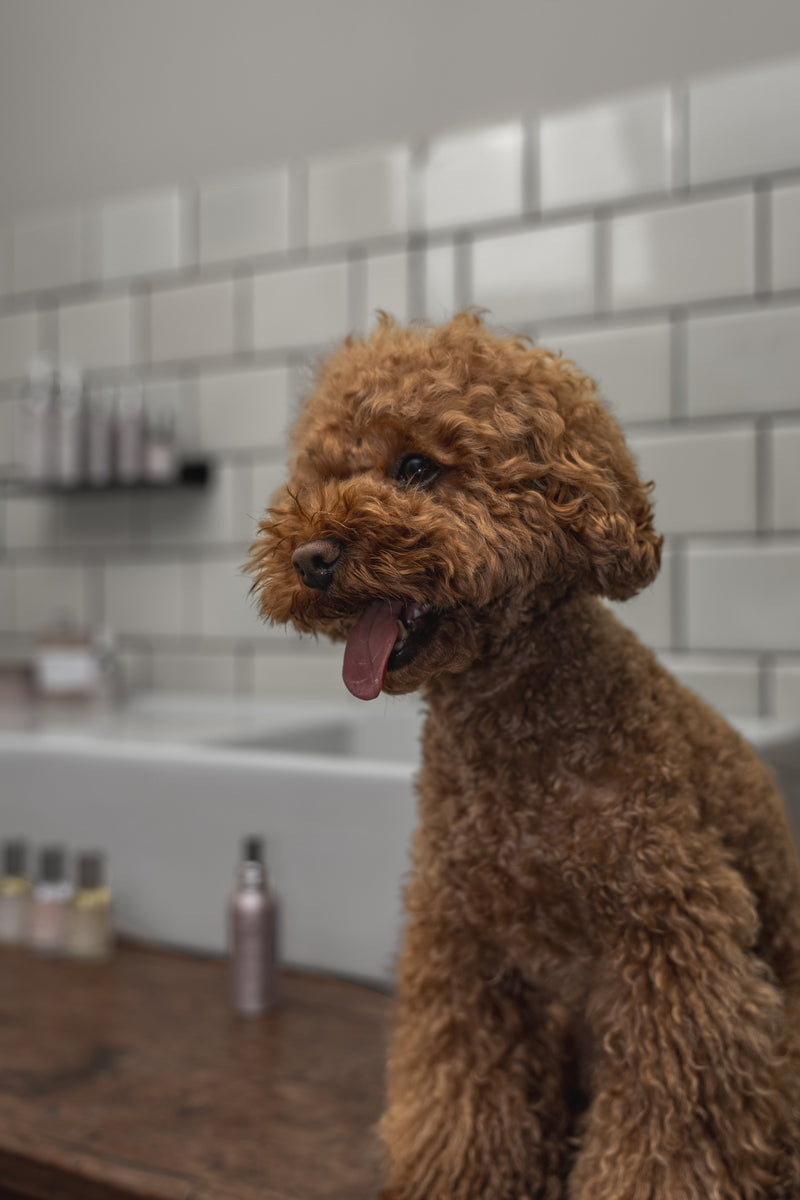 Frenky Lewis- Dog Shampoo Sandalwood, Jasmine, Vanilla