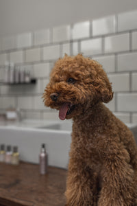 Frenky Lewis - Dog Shampoo White rose, Lavender, Ylang Ylang