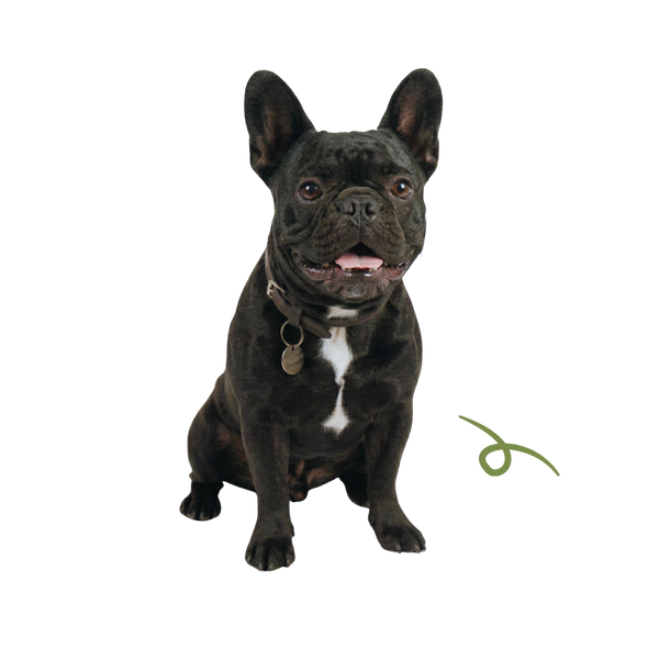 Bo