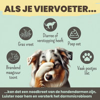 Noms+ - Probio Belly snacks met prebiotica, probiotica en postbiotica