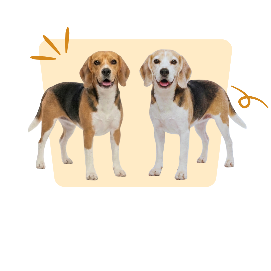 Geef je hond 1,5 jaar extra kwispels!
